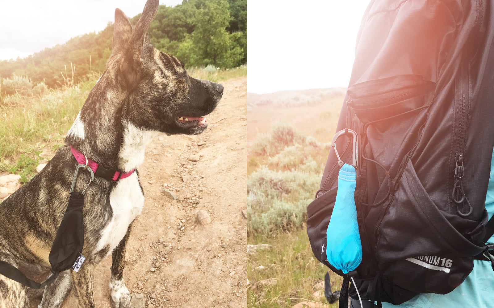 Dog Gear Review of the Riptrail Adventure Leash