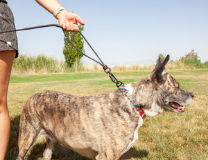 Kipharold Hands Free Leash