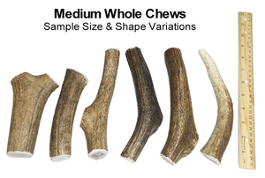 Medium Whole Elk Antler Chew for 20-40 lb Dogs
